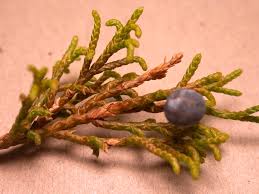 Attēlu rezultāti vaicājumam “Juniperus communis leaf”