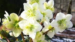 Image result for Nieswurz