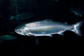 Image result for Oncorhynchus kisutch