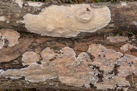 Attēlu rezultāti vaicājumam “Peniophora laurentii”