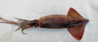 Image result for Dosidicus gigas