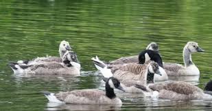 Attēlu rezultāti vaicājumam “Branta canadensis adult”