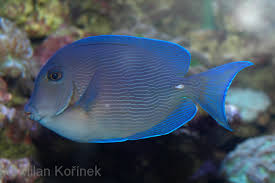 Image result for Acanthurus coeruleus