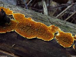 Attēlu rezultāti vaicājumam “Pseudomerulius aureus”