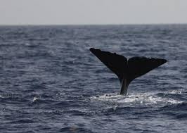 Image result for Physeter macrocephalus