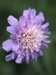 Attēlu rezultāti vaicājumam “Knautia arvensis flower”