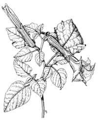 Attēlu rezultāti vaicājumam “Solanaceae”