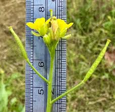 Attēlu rezultāti vaicājumam “Diplotaxis muralis flower”