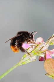Attēlu rezultāti vaicājumam “Bombus lapidarius”