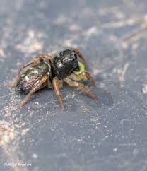 Attēlu rezultāti vaicājumam “Heliophanus sp.”