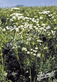 Image result for Carum carvi