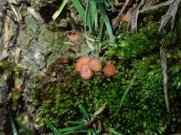 Attēlu rezultāti vaicājumam “Acaulon muticum”