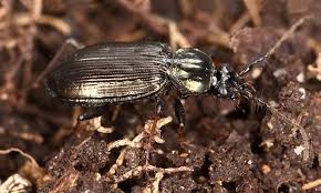 Attēlu rezultāti vaicājumam “Loricera pilicornis”