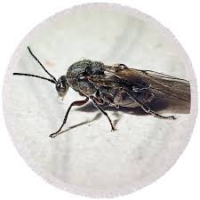 Attēlu rezultāti vaicājumam “Cynipidae”