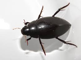 Attēlu rezultāti vaicājumam “Hydrochara caraboides”