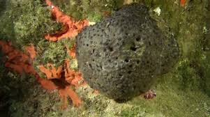 Attēlu rezultāti vaicājumam “Spongia”