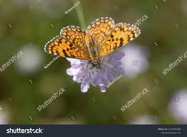 Attēlu rezultāti vaicājumam “Clossiana euphrosyne”