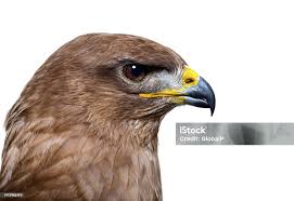 Attēlu rezultāti vaicājumam “Buteo buteo”