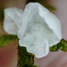 Attēlu rezultāti vaicājumam “Rimbachia neckerae”