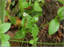 Attēlu rezultāti vaicājumam “Moehringia trinervia flower”