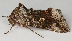 Attēlu rezultāti vaicājumam “Syngrapha interrogationis”