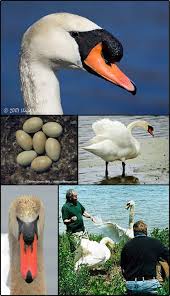 Attēlu rezultāti vaicājumam “Cygnus olor adult”