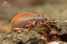 Attēlu rezultāti vaicājumam “Polydrusus mollis”