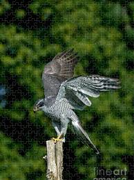 Attēlu rezultāti vaicājumam “Accipiter gentilis”