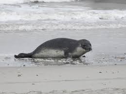 Image result for Cystophora cristata