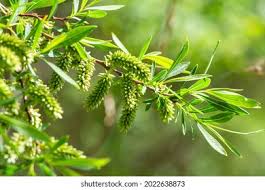 Attēlu rezultāti vaicājumam “Salix triandra leaf”