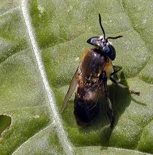 Attēlu rezultāti vaicājumam “Heptatoma pellucens”