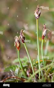 Attēlu rezultāti vaicājumam “Eleocharis quinqueflora flower”