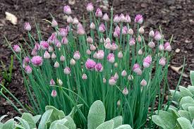 Image result for Allium schoenoprasum