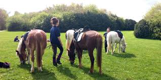 Image result for Shey Copse Riding Centre