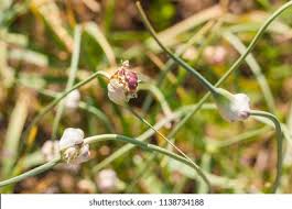 Attēlu rezultāti vaicājumam “Allium sativum fruit”