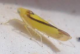 Attēlu rezultāti vaicājumam “Edwardsiana geometrica”