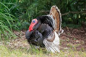 Attēlu rezultāti vaicājumam “Meleagris male”