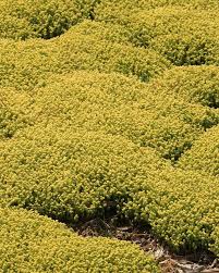 Image result for Sedum acre
