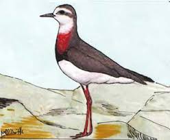 Image result for Charadrius asiaticus