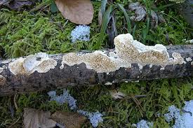 Attēlu rezultāti vaicājumam “Antrodia albida”