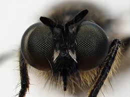 Attēlu rezultāti vaicājumam “Choerades sp.”