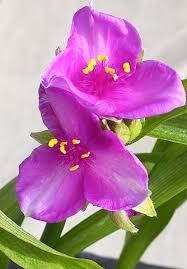 Attēlu rezultāti vaicājumam “Tradescantia virginiana”
