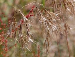 Attēlu rezultāti vaicājumam “Anisantha tectorum”