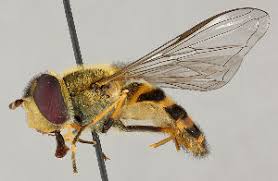 Attēlu rezultāti vaicājumam “Syrphus torvus”