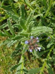 Attēlu rezultāti vaicājumam “Anchusa arvensis flower”