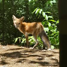 Attēlu rezultāti vaicājumam “Vulpes vulpes  juvenile”