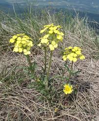 Attēlu rezultāti vaicājumam “Erysimum hieracifolium”