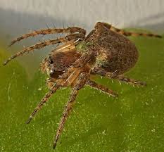 Attēlu rezultāti vaicājumam “Gibbaranea gibbosa”