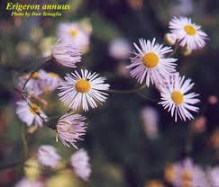 Attēlu rezultāti vaicājumam “Erigeron annuus flower”