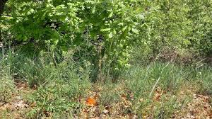 Attēlu rezultāti vaicājumam “Sisymbrium altissimum”